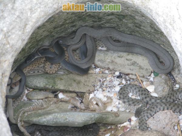 Каспийские змеи в фото