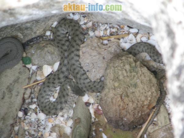 Каспийские змеи в фото