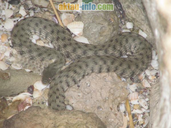 змеи водянки на Каспийском море