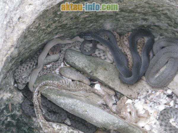 змеи водянки на Каспийском море