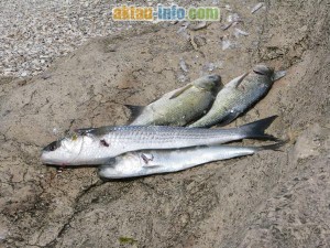 Рыбы Каспийского побережья