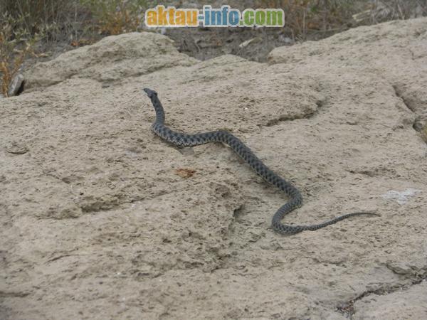Змеи Каспийского побережья
