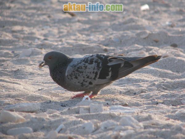 Птицы Каспийского побережья