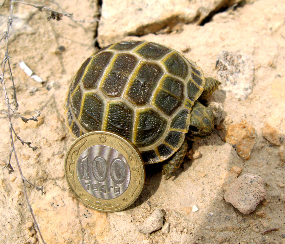 Черепаха 6 букв. Среднеазиатская Степная черепаха. Среднеазиатская черепаха. Черепашата среднеазиатской черепахи. Среднеазиатская черепаха панцирь.
