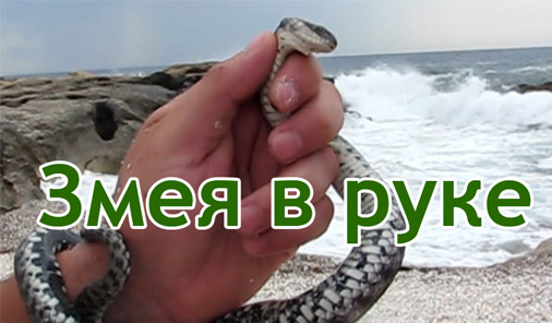 Змея в руке, пойманная змея на Каспийском море