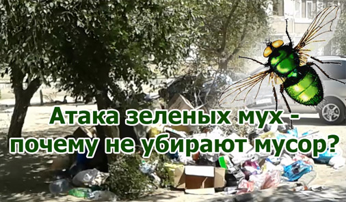 атака зеленых мух - почему не убирают мусор