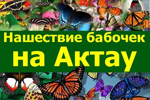 нашествие бабочек в Актау